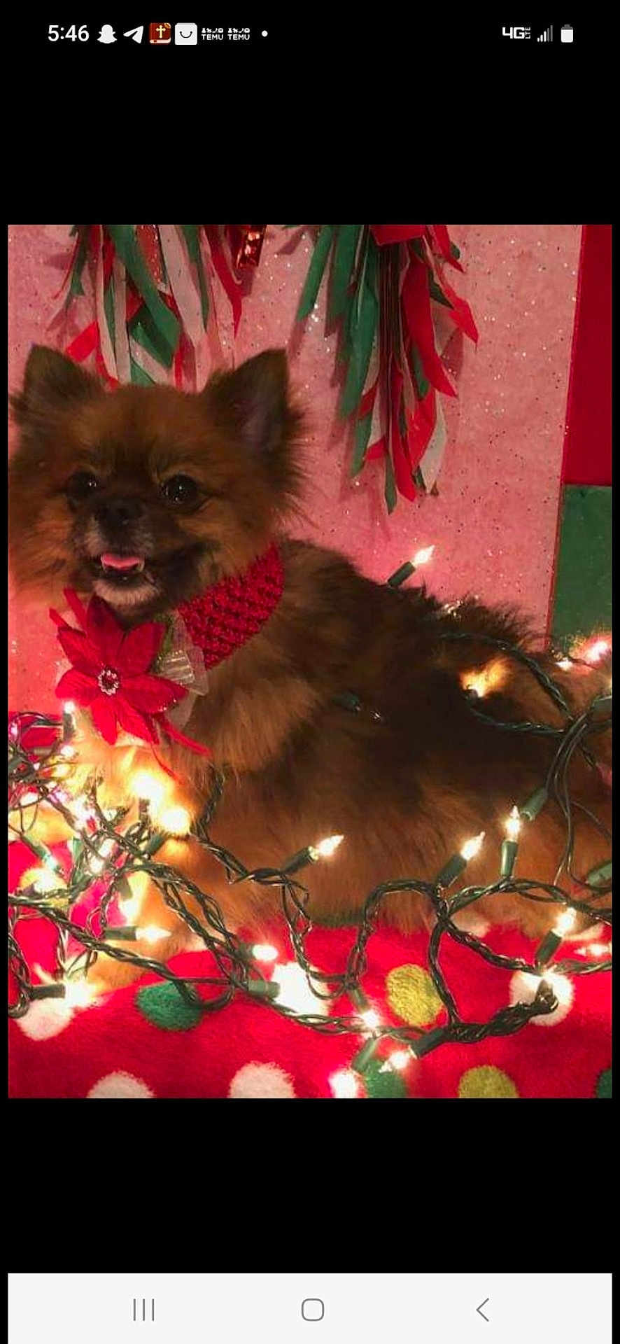 Gigi