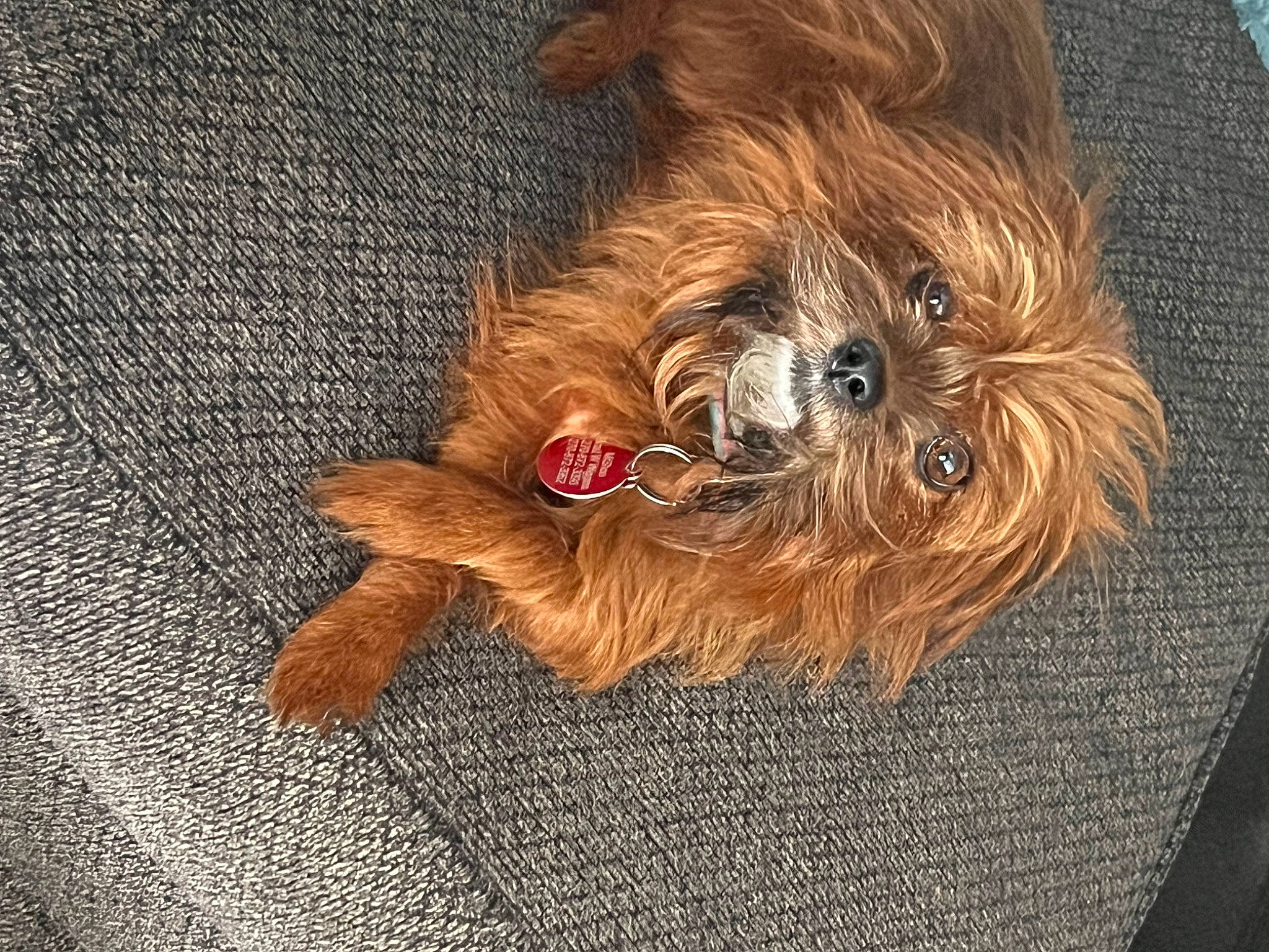 Mishoo is registered to the contest to win money with this photo: carnivore, companion_dog, dog, dog_breed, dog_supply, fawn, fur, hardwood, liver, pattern, paw, small_terrier, snout, sporting_group, terrier, toy, toy_dog, wood, working_animal, wrinkle