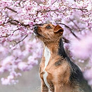 Slow a rejoint le concours — aidez-le/la à gagner de superbes lots ! dog, cherry_blossoms, spring, nature, outdoor, flowers, bokeh, pet, animal, canine, tree_branch, pink, fur, portrait, looking_up, seasonal, flora, background_blur, calm, daylight