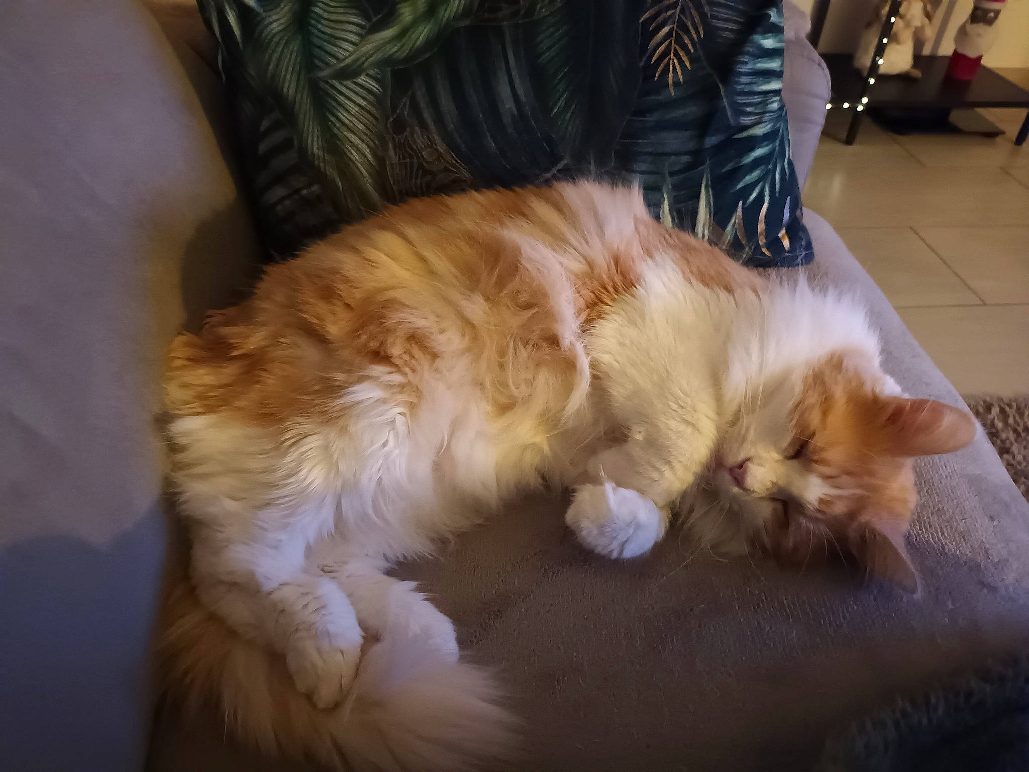 Arthur a rejoint le concours — aidez-le/la à gagner de superbes lots ! canidae, carnivore, cat, claw, comfort, companion_dog, dog_breed, domestic_short_haired_cat, eye, fawn, felidae, flooring, fur, hardwood, human_leg, lap, paw, small_to_medium_sized_cats, tail, whiskers