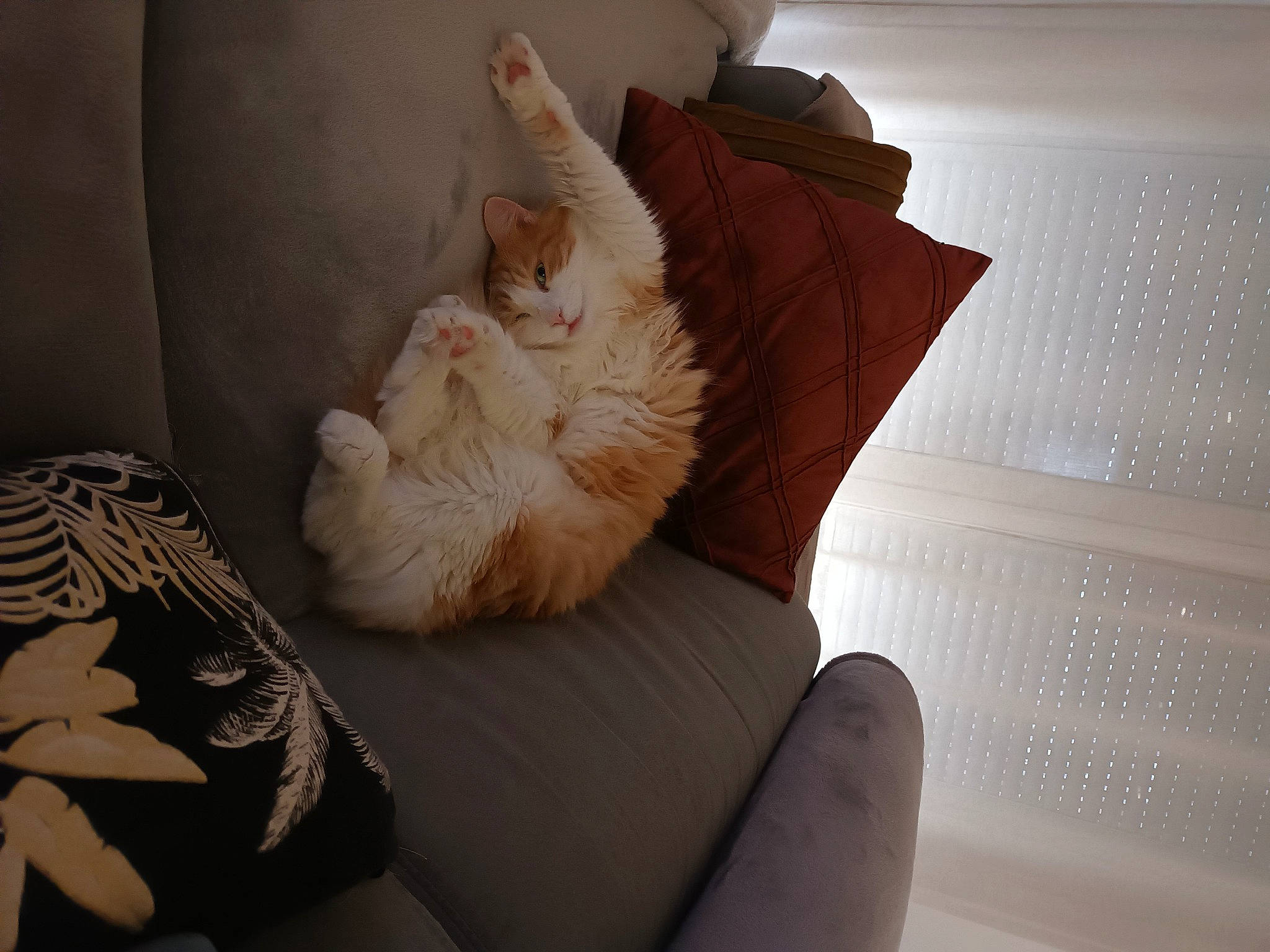 Arthur participe au concours pour gagner de l'argent avec cette photo : ball, bedding, carnivore, cat, comfort, companion_dog, fawn, felidae, flooring, foot, fur, human_leg, linens, pillow, room, small_to_medium_sized_cats, tail, thigh, whiskers, wood