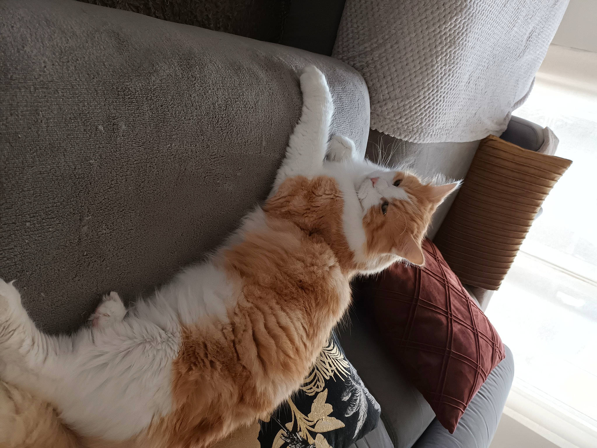Arthur participe au concours pour gagner de l'argent avec cette photo : car_seat, carnivore, cat, chair, claw, comfort, couch, domestic_short_haired_cat, fawn, felidae, fur, linens, paw, room, small_to_medium_sized_cats, tail, textile, whiskers, window, wood