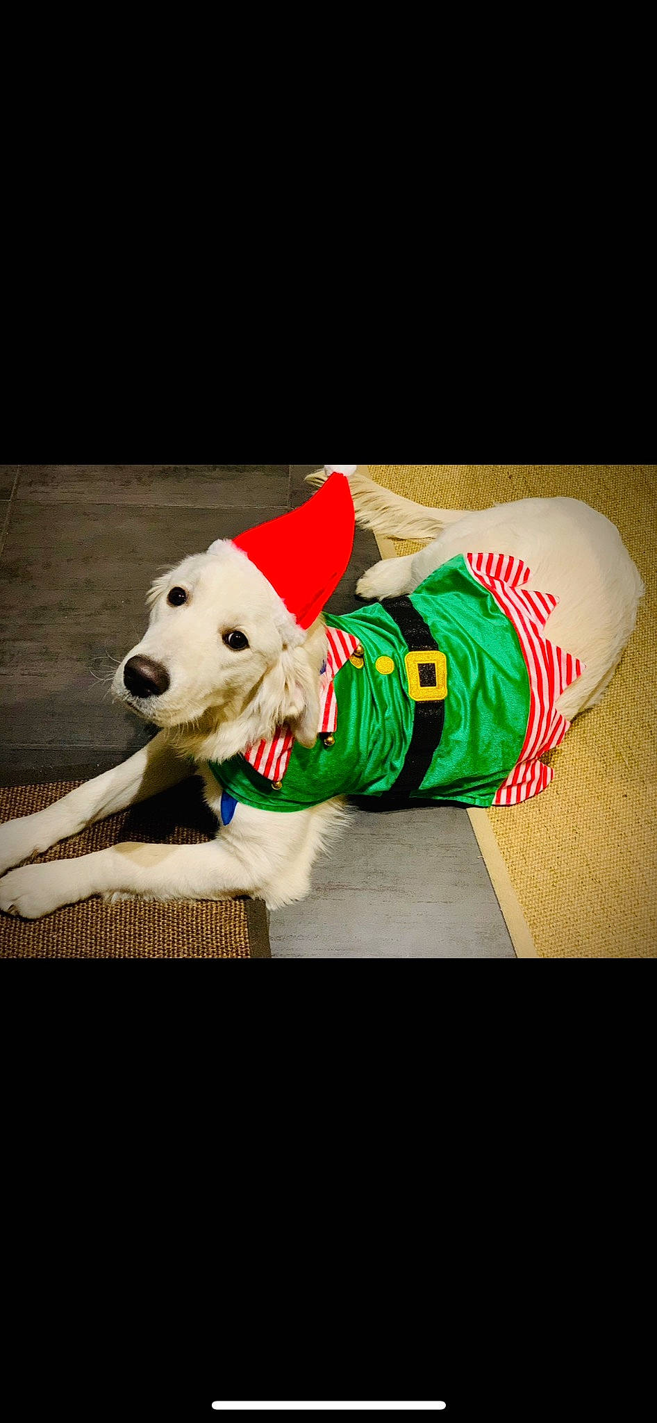 Jean C a rejoint le concours — aidez-le/la à gagner de superbes lots ! carmine, carnivore, collar, companion_dog, dog, dog_breed, dog_clothes, dog_collar, dog_supply, event, fur, happy, mammal, outerwear, pet_supply, sleeve, sportswear, t_shirt, vertebrate, working_animal