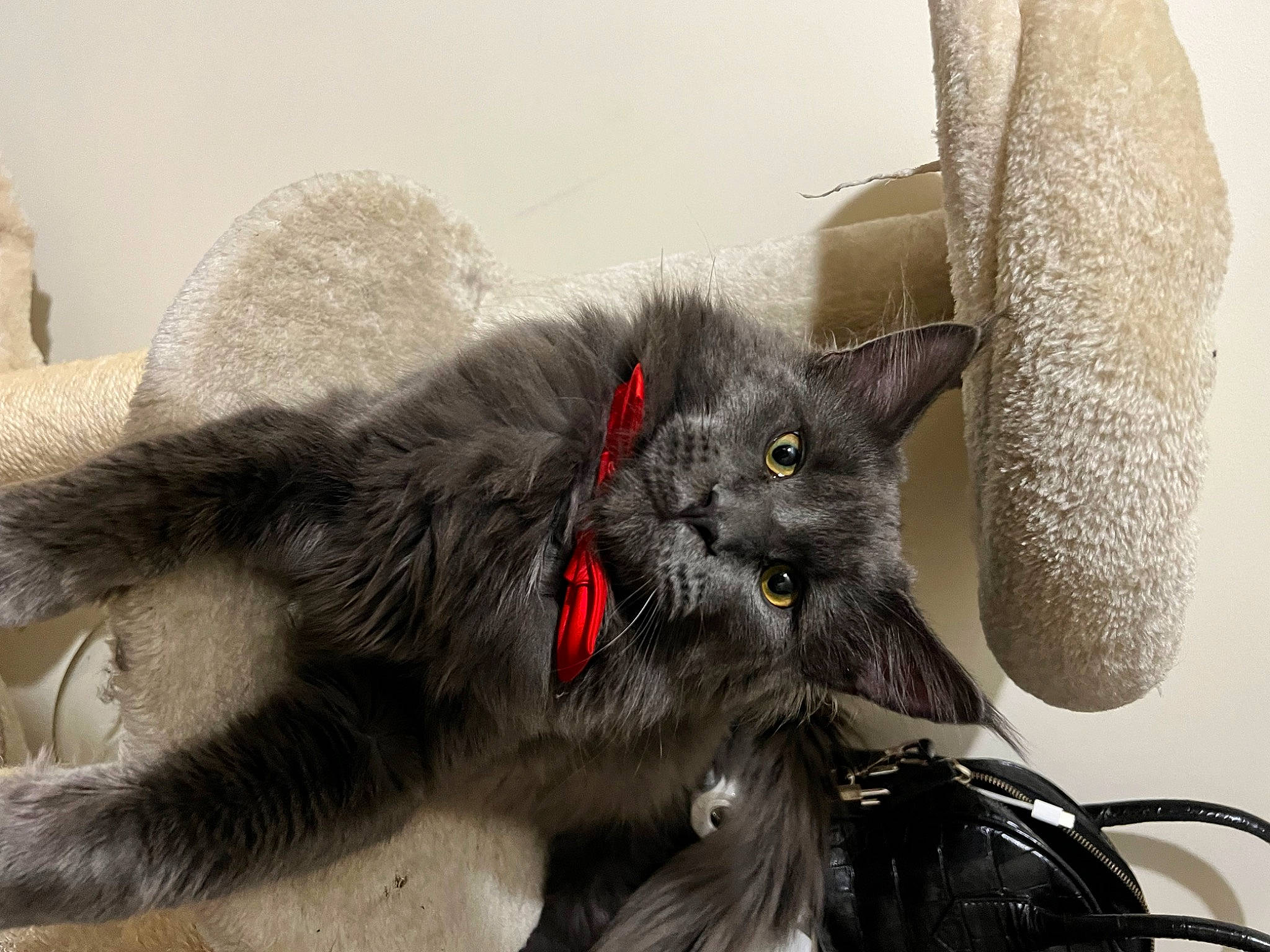 Tao participe au concours pour gagner de l'argent avec cette photo : black_cat, british_longhair, carmine, carnivore, cat, claw, collar, comfort, domestic_short_haired_cat, ear, felidae, fur, grey, paw, russian_blue, small_to_medium_sized_cats, snout, tail, terrestrial_animal, whiskers