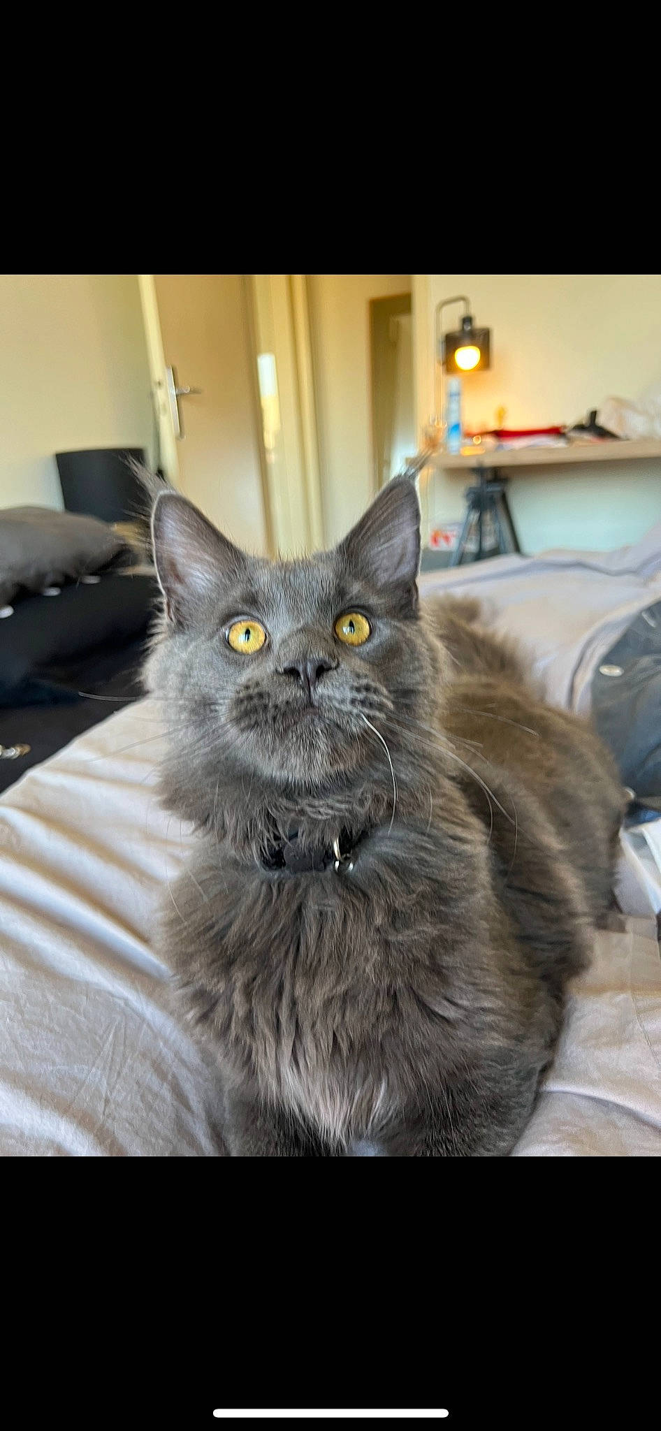 Tao a rejoint le concours — aidez-le/la à gagner de superbes lots ! black_cat, carnivore, cat, chartreux, claw, comfort, couch, domestic_short_haired_cat, eye, felidae, fur, grey, hair, iris, paw, sitting, small_to_medium_sized_cats, snout, tail, whiskers