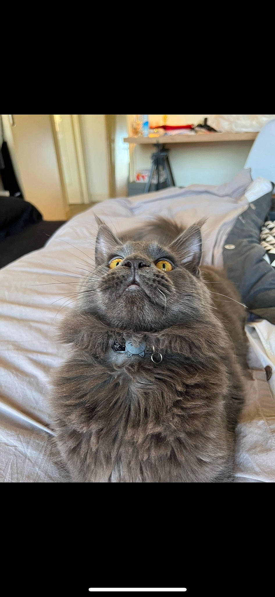 Tao a rejoint le concours — aidez-le/la à gagner de superbes lots ! automotive_tire, black_cat, british_longhair, carnivore, cat, claw, comfort, domestic_short_haired_cat, felidae, fur, grey, persian, small_to_medium_sized_cats, snout, terrestrial_animal, whiskers