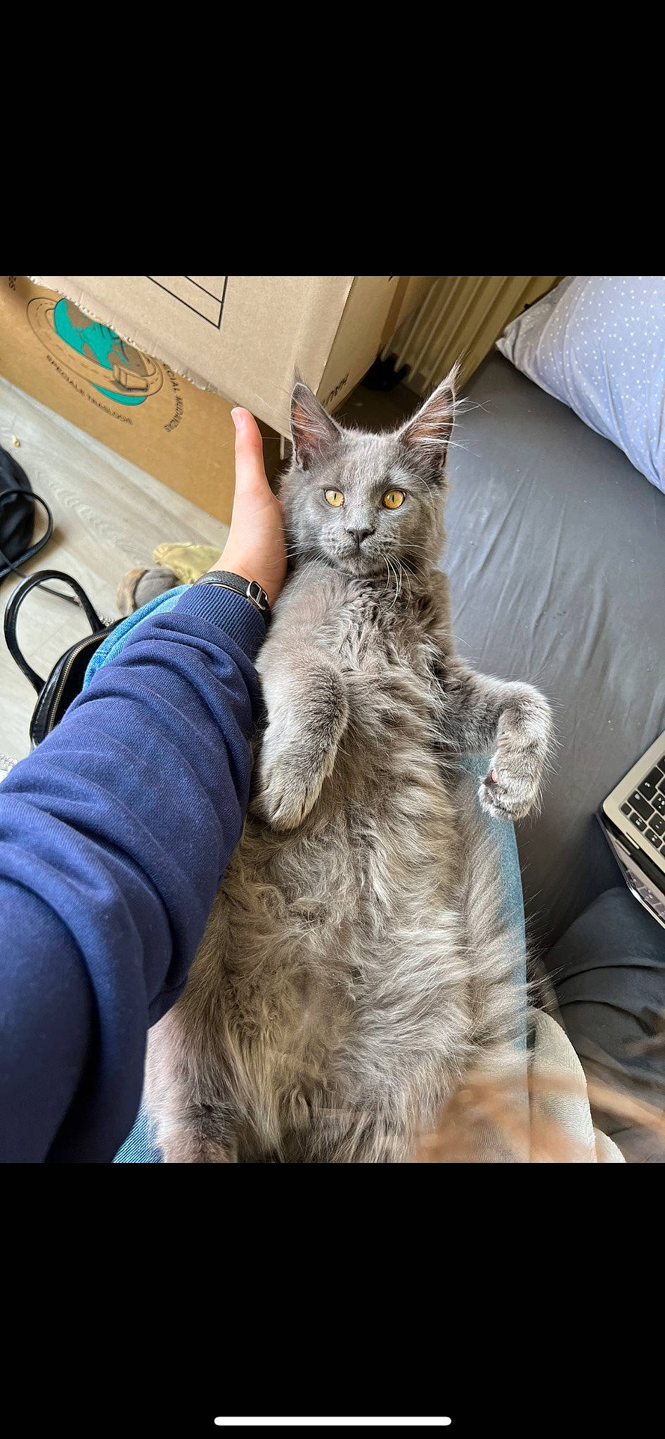 Tao participe au concours pour gagner de l'argent avec cette photo : carnivore, cat, claw, comfort, domestic_short_haired_cat, felidae, fur, gesture, lap, paw, sitting, small_to_medium_sized_cats, snout, tail, whiskers