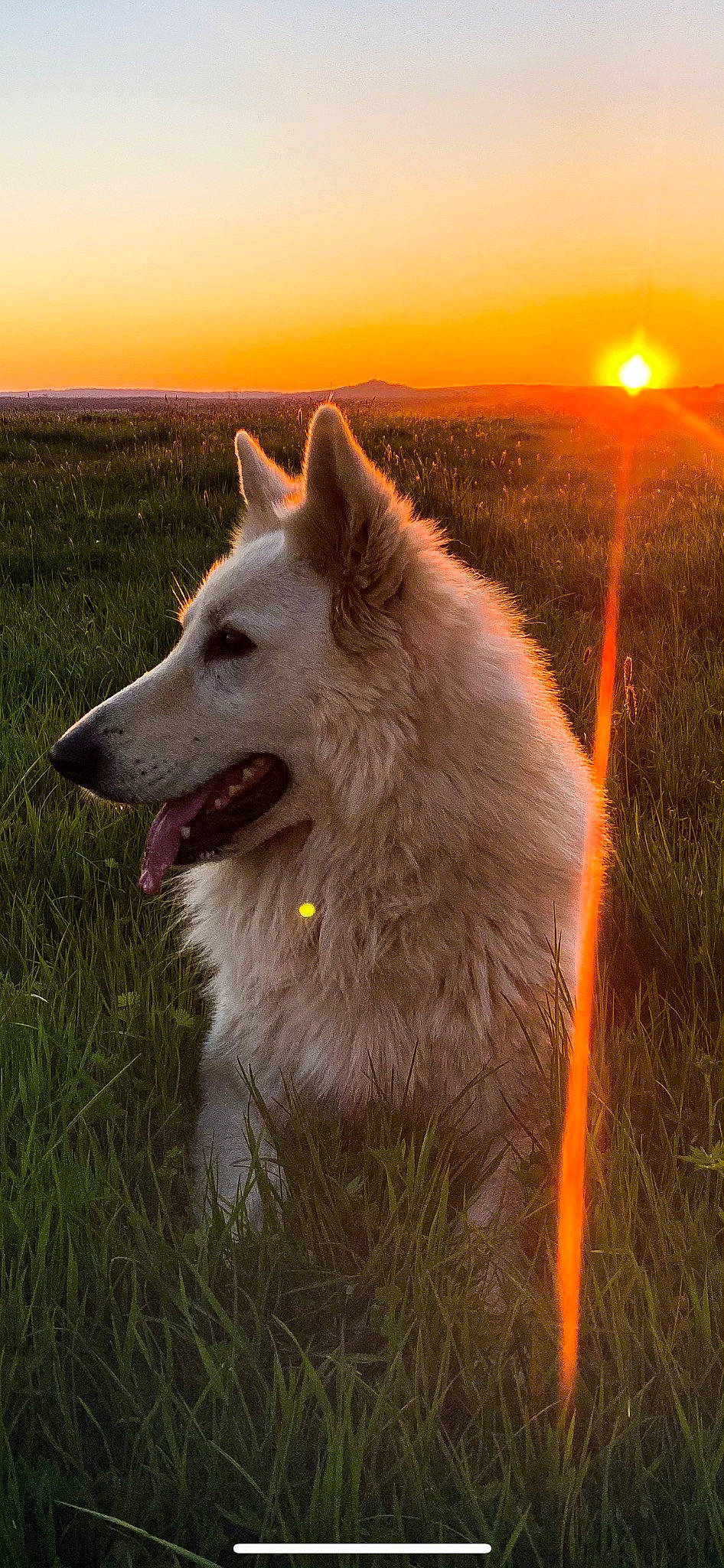 Nini a rejoint le concours — aidez-le/la à gagner de superbes lots ! astronomical_object, canidae, carnivore, companion_dog, dog, dog_breed, fang, grass, grassland, herding_dog, jaw, landscape, light, plant, samoyed, sky, snout, sporting_group, sunlight, working_animal