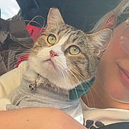 Dean Winchester is registered to the contest to win money with this photo: cat, person, glasses, indoor, car, pet, closeup, holding, clothing, bell_collar, tabby_cat, whiskers, earrings, smile, seatbelt, red_bag, window, sunlight, casual, portrait