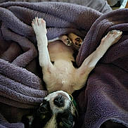 Athena participe au concours pour gagner de l'argent avec cette photo : animal, blanket, closeup, collar, comfort, cozy, cute, dog, fur, fur_pattern, indoor, nose, paws, pet, puppy, purple, relaxed, resting, sleeping, soft