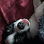 Athena participe au concours pour gagner de l'argent avec cette photo : dog, tongue, close_up, sleeping, cozy, fur, black_and_white, pet, animal, soft, blanket, relaxing, cute, snout, whiskers, indoor, resting, nose, paw, portrait