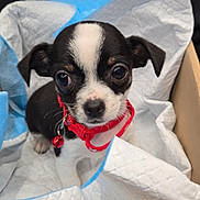 Athena a rejoint le concours — aidez-le/la à gagner de superbes lots ! puppy, dog, box, cardboard, collar, red_collar, pet, animal, cute, small, black_and_white, fur, indoors, looking, young, domestic_animal, companion, eyes, nose, whiskers