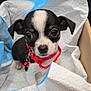 puppy, dog, box, cardboard, collar, red_collar, pet, animal, cute, small, black_and_white, fur, indoors, looking, young, domestic_animal, companion, eyes, nose, whiskers