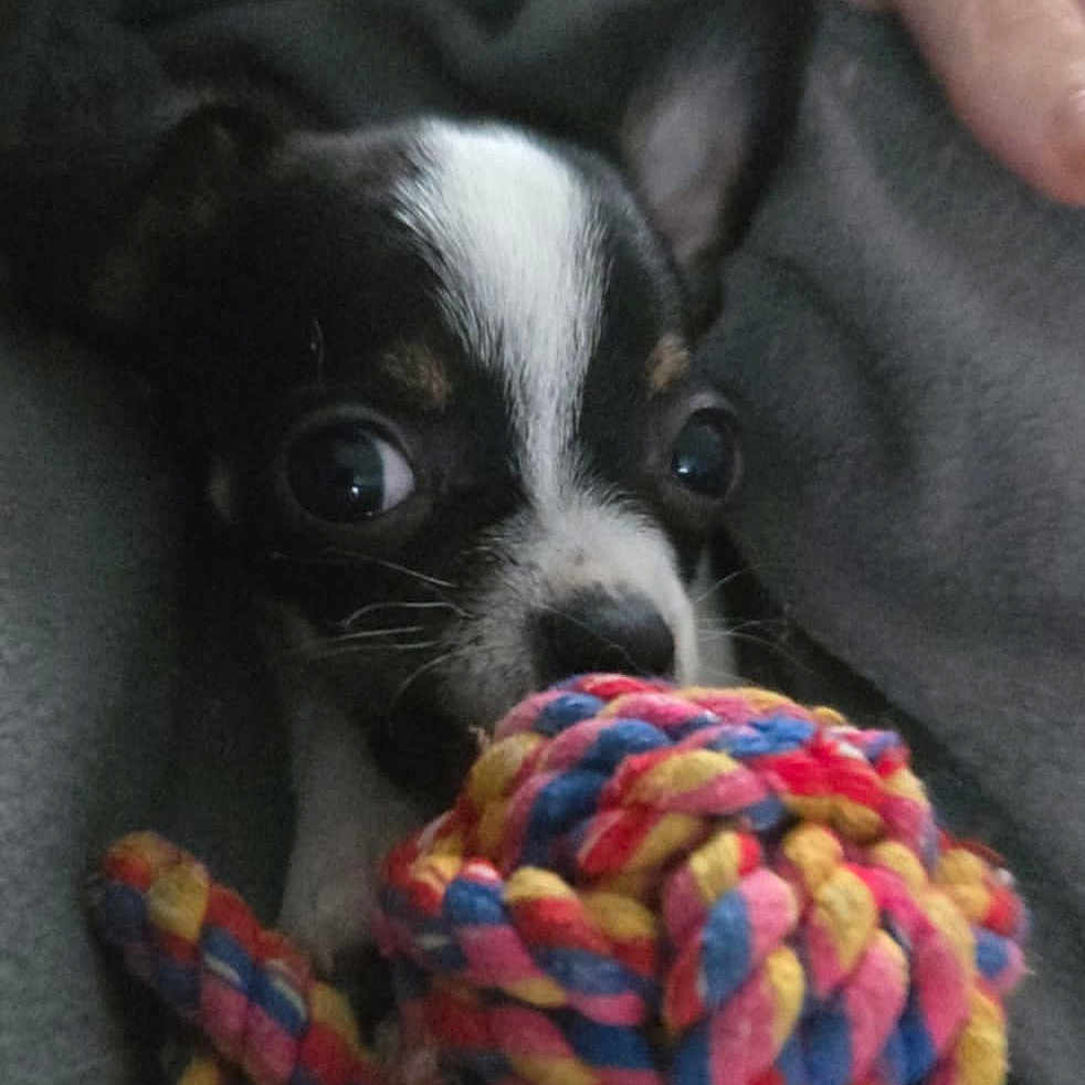 Athena participe au concours pour gagner de l'argent avec cette photo : animal, black_and_white, blanket, closeup, companion, cozy, cute, dog, domestic_animal, fur, hand, indoor, pet, playing, puppy, rope_toy, small_dog, snuggling, toy, young_dog