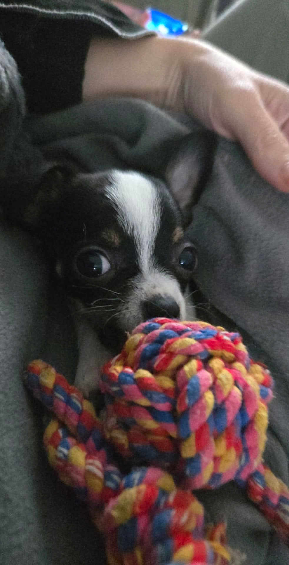 Athena participe au concours pour gagner de l'argent avec cette photo : puppy, dog, toy, rope_toy, blanket, hand, cozy, cute, pet, indoor, small_dog, black_and_white, closeup, animal, domestic_animal, playing, snuggling, young_dog, fur, companion