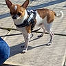 Noûht participe au concours pour gagner de l'argent avec cette photo : ancient_dog_breeds, canidae, carnivore, chihuahua, companion_dog, corgi_chihuahua, dog, dog_breed, fawn, leash, mammal, miniature_fox_terrier, rat_terrier, snout, sporting_group, teddy_roosevelt_terrier, tenterfield_terrier, toy_dog, toy_fox_terrier, vertebrate