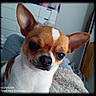 Noûht participe au concours pour gagner de l'argent avec cette photo : canidae, carnivore, chihuahua, companion_dog, corgi_chihuahua, dog, dog_breed, ear, eye, head, mammal, mouth, nose, skin, snout, tenterfield_terrier, toy_dog, toy_fox_terrier, vertebrate, whiskers