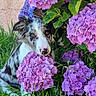 dog, flower, hydrangea, purple_flower, green_leaves, grass, outdoor, pet, cute, animal, nature, plant, spring, garden, close_up, young_dog, fur, snout, eye, head