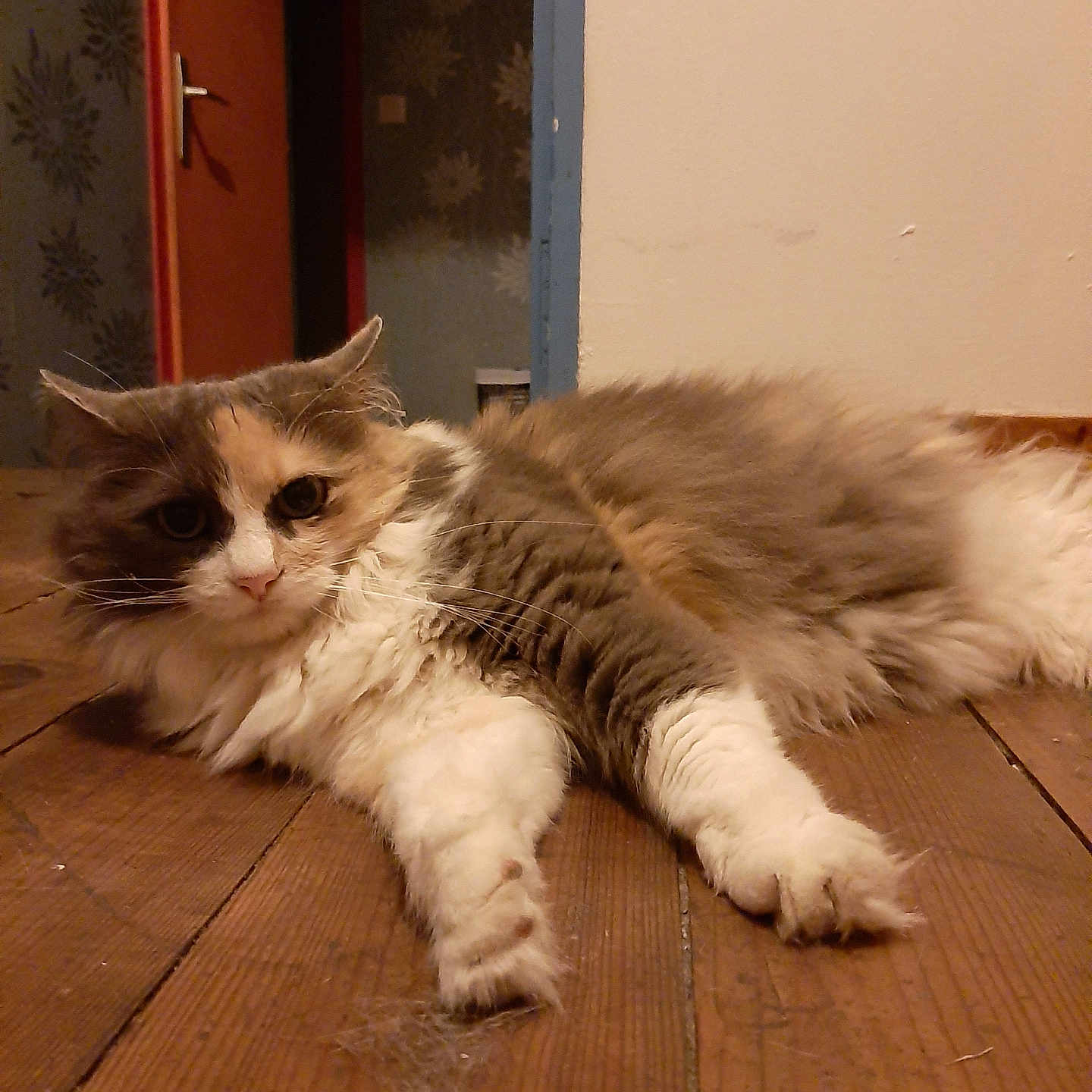 Lili a rejoint le concours — aidez-le/la à gagner de superbes lots ! abyssinian, animal, cat, closet, cupboard, furniture, hardwood, indoors, interiordesign, kitten, manx, pet, plywood, siamese, stainedwood, wood