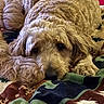 animal, blanket, brown, close_up, comfort, companion, cozy, curly_fur, cute, dog, fur, home, indoors, laying_down, mammal, paw, pet, relaxation, resting, sleepy