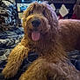 dog, golden_doodle, curly_fur, tongue_out, blanket, indoor, cozy, stockings, holiday_decor, christmas_lights, furniture, carpet, relaxed, pet, cute, animal, mammal, fur, home, festive
