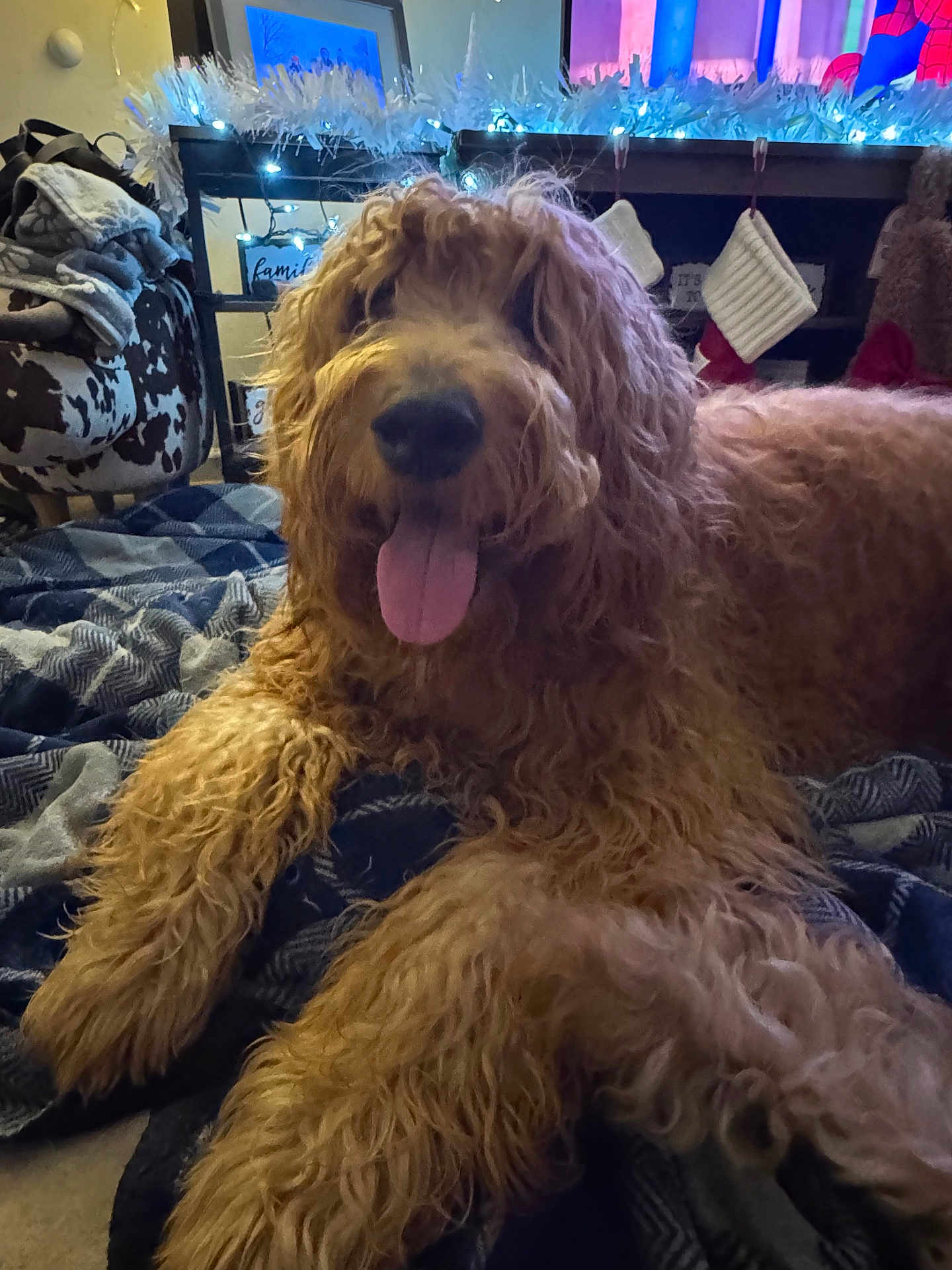 Dunkin joined the competition — help win amazing prizes! dog, golden_doodle, curly_fur, tongue_out, blanket, indoor, cozy, stockings, holiday_decor, christmas_lights, furniture, carpet, relaxed, pet, cute, animal, mammal, fur, home, festive