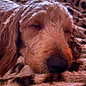 animal, blanket, close_up, cozy, cute, dog, ears, fur, indoors, leopard_print, mammal, nostrils, peaceful, pet, relaxed, resting, sleeping, snout, soft_texture, warm_lighting