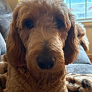 Dunkin is registered to the contest to win money with this photo: dog, golden_doodle, close_up, curly_fur, indoor, couch, window, fairy_lights, soft_light, cozy, pet, animal, brown_fur, portrait, relaxed, home, furniture, snout, ears, face