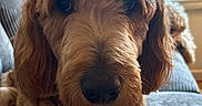 Dunkin is registered to the contest to win money with this photo: animal, brown_fur, close_up, couch, cozy, curly_fur, dog, ears, face, fairy_lights, furniture, golden_doodle, home, indoor, pet, portrait, relaxed, snout, soft_light, window