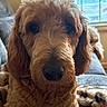 dog, golden_doodle, close_up, curly_fur, indoor, couch, window, fairy_lights, soft_light, cozy, pet, animal, brown_fur, portrait, relaxed, home, furniture, snout, ears, face
