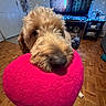 Dunkin is registered to the contest to win money with this photo: closeup, cozy, cute, decor, dog, fairy_lights, floor, furniture, home, indoor, living_room, nostalgic, pet, pink, plush_toy, scruffy, soft, television, toy, wooden_floor
