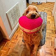 Dunkin is registered to the contest to win money with this photo: animal, canine, carpet, cute, dog, door, fur, golden_doodle, hallway, heart_shaped, home, indoor, looking_up, mammal, pet, plush_toy, toy, vent, waiting, wood_floor
