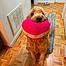 animal, canine, carpet, cute, dog, door, fur, golden_doodle, hallway, heart_shaped, home, indoor, looking_up, mammal, pet, plush_toy, toy, vent, waiting, wood_floor