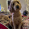 Dunkin is registered to the contest to win money with this photo: animal, bed, blanket, comfort, cozy, curly_hair, curtains, cute, decor, dog, fan, furniture, indoor, lamp, pet, resting, room, sleeping_dog, string_lights, window
