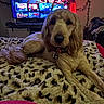 animal, bed, blanket, clothes, collar, cozy, curly_ears, dog, fur, furniture, indoor, lava_lamp, leopard_print, pet, portrait, relaxed, room, string_lights, tag, tv_screen