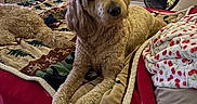 Dunkin joined the competition — help win amazing prizes! bed, blanket, cozy, curtains, decor, dog, fan, fur, furniture, golden_doodle, home, indoor, looking, paw, plaid_blanket, red_bedspread, relaxed, resting, string_lights, window