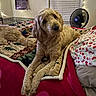 bed, blanket, cozy, curtains, decor, dog, fan, fur, furniture, golden_doodle, home, indoor, looking, paw, plaid_blanket, red_bedspread, relaxed, resting, string_lights, window