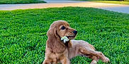 Vladi participe au concours pour gagner de l'argent avec cette photo : dog, puppy, grass, flower, park, people, walking, stone_wall, daylight, outdoor, greenery, pathway, nature, canine, young_dog, animal, sunlight, relaxing, mammal, pet