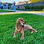 dog, puppy, grass, flower, park, people, walking, stone_wall, daylight, outdoor, greenery, pathway, nature, canine, young_dog, animal, sunlight, relaxing, mammal, pet