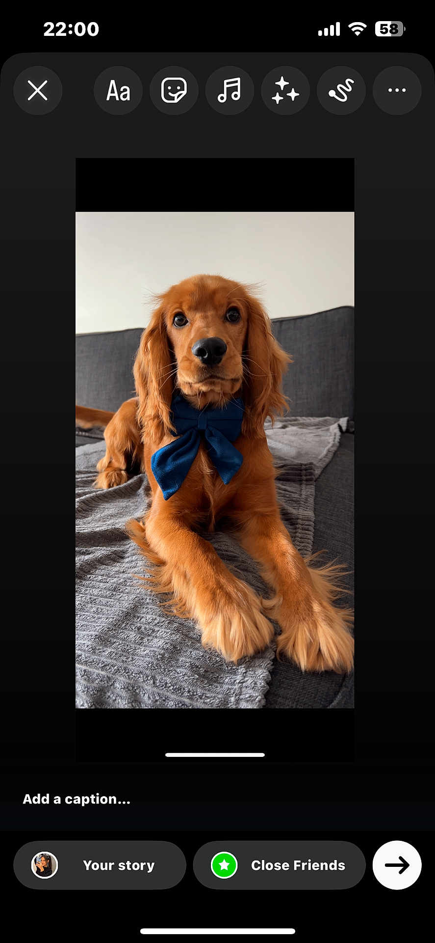 Vladi a rejoint le concours — aidez-le/la à gagner de superbes lots ! dog, puppy, golden_retriever, bow_tie, pet, cute, lying_down, indoors, blanket, couch, fur, face, animal, domestic_animal, looking_at_camera, young, ears, whiskers, nose, paws