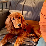 Vladi participe au concours pour gagner de l'argent avec cette photo : dog, couch, indoor, pet, brown_fur, golden_retriever, blanket, cozy, sunlight, shadow, human, casual_clothing, relaxing, living_room, furniture, portrait, animal, companion, home, resting