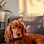 Vladi a rejoint le concours — aidez-le/la à gagner de superbes lots ! dog, golden_brown, cocker_spaniel, lying_down, blanket, couch, indoor, sunlight, shadow, cozy, pet, fur, relaxed, comfort, portrait, furniture, animal, domestic, warm_light, home