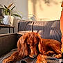 Vladi participe au concours pour gagner de l'argent avec cette photo : dog, golden_brown, long_ears, couch, blanket, indoor, plant, white_pot, feather, sunlight, shadow, relaxed, cozy, home, furniture, pet, resting, portrait, animal, calm