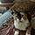 Tillie