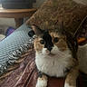 cat, pet, animal, portrait, close_up, indoor, living_room, couch, cushion, leather, blanket, calico, white_fur, black_fur, brown_fur, whiskers, ears, paws, sitting, cute