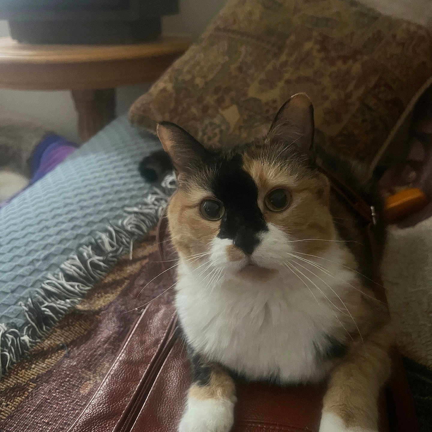 Tillie joined the competition — help win amazing prizes! cat, pet, animal, portrait, close_up, indoor, living_room, couch, cushion, leather, blanket, calico, white_fur, black_fur, brown_fur, whiskers, ears, paws, sitting, cute