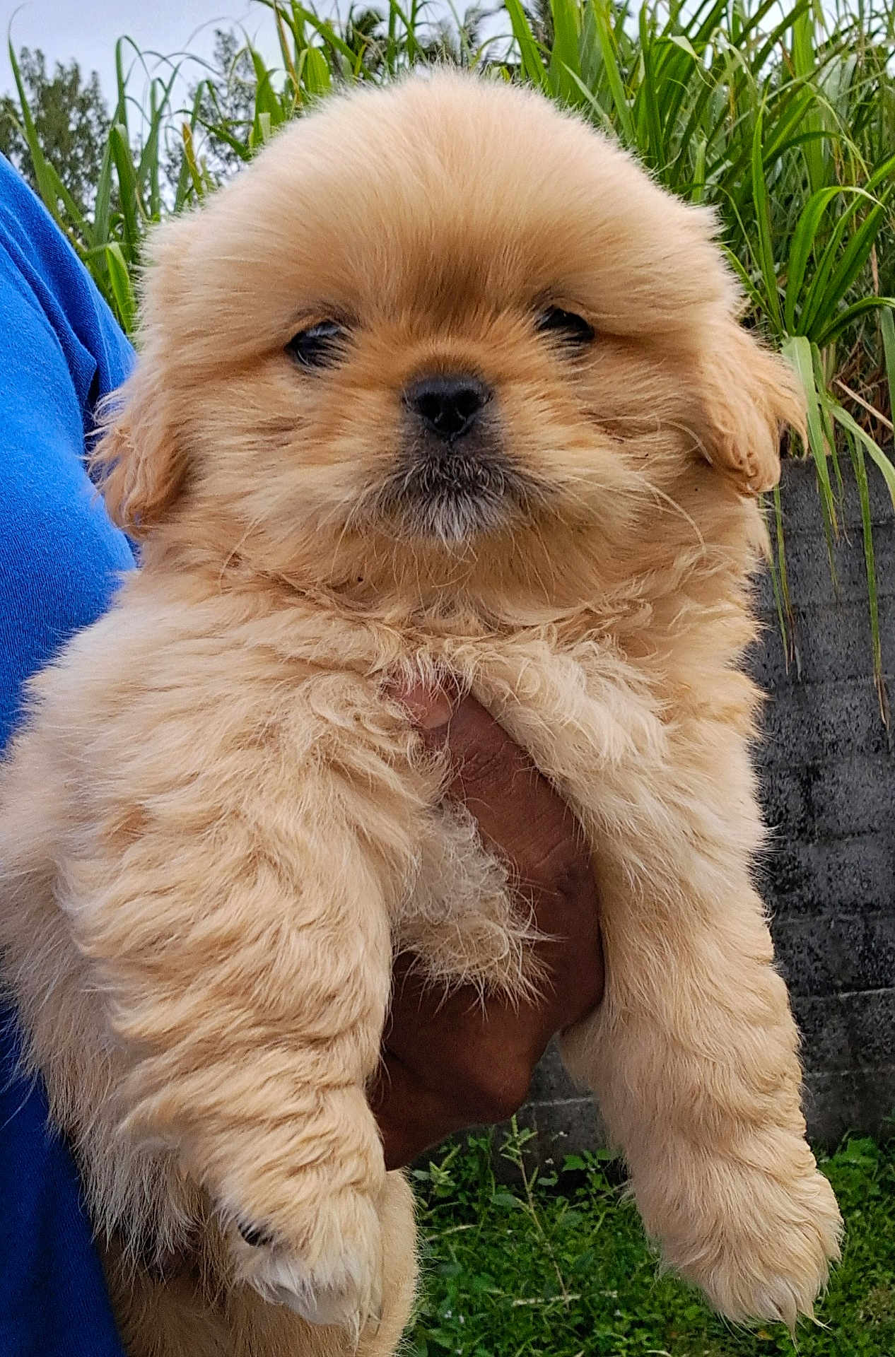 Simba participe au concours pour gagner de l'argent avec cette photo : puppy, dog, fluffy, cute, outdoor, greenery, person, hand, fur, animal, pet, young_dog, nature, grass, stone_wall, portrait, closeup, adorable, brown_fur, small