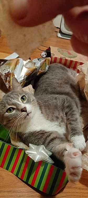 Ivan is registered to the contest to win money with this photo: carnivore, cat, claw, domestic_short_haired_cat, felidae, fur, paw, photo_caption, plant, small_to_medium_sized_cats, snout, tail, whiskers, window