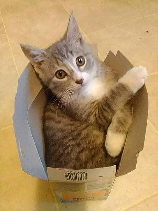 Ivan joined the competition — help win amazing prizes! basket, box, cardboard, carnivore, carton, cat, cat_supply, domestic_short_haired_cat, felidae, fur, packaging_and_labeling, packing_materials, paw, pet_supply, photo_caption, shipping_box, small_to_medium_sized_cats, tail, whiskers, wood