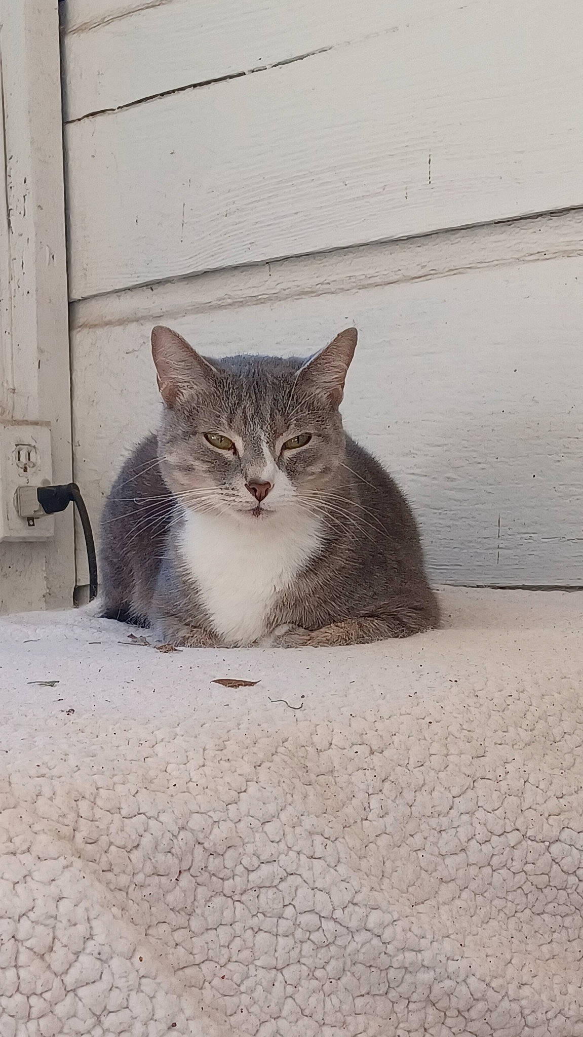 Ivan joined the competition — help win amazing prizes! asphalt, carnivore, cat, cobblestone, concrete, domestic_short_haired_cat, felidae, flooring, fur, grey, monochrome_photography, paw, road_surface, sand, small_to_medium_sized_cats, tail, terrestrial_animal, whiskers